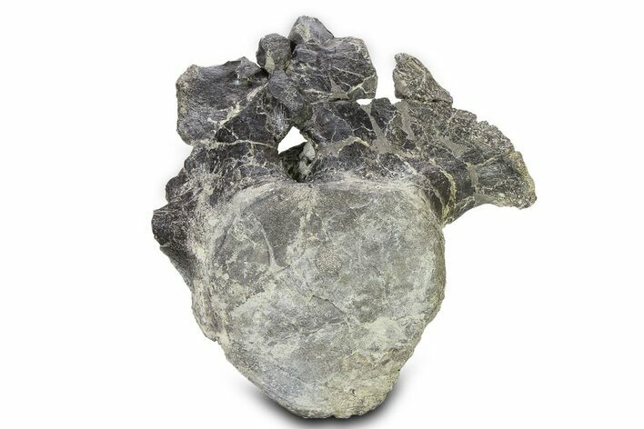 Fossil Sauropod (Camarasaurus) Caudal Vertebra - Wyoming #322933
